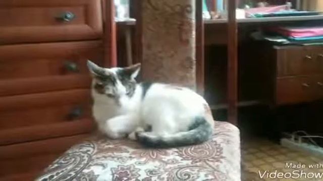 Ноя кошка Китти смотреть онлайн
