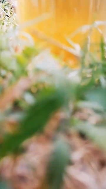 jeera water#shorts 🔥🔥🔥🤤🤤 смотреть онлайн