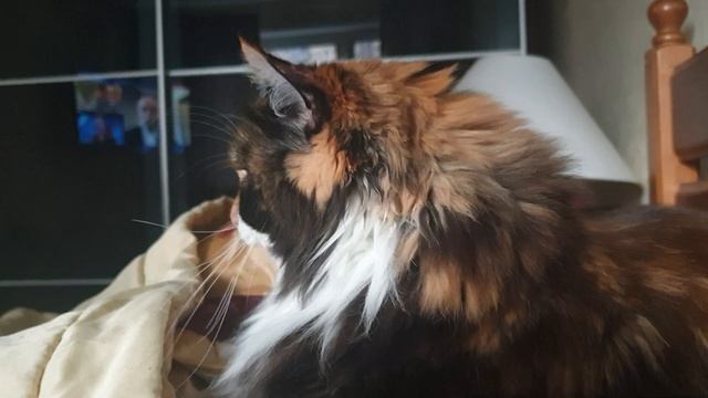 Мисс Серьёзность.😻🔥 Вредная Матильда.Matilda the cat. Siberian cat Motya смотреть онлайн