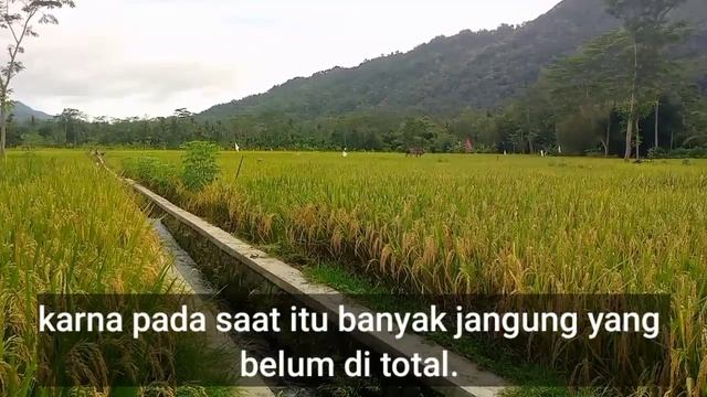 TANTE PUJI YANG SANGAT CENTIL DAN BAIK HATI #cerpenromantis