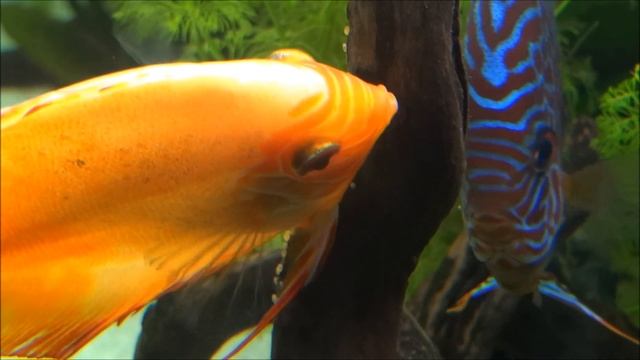 Aquarium HD - Discus Pair Breeding in Community Tank смотреть онлайн