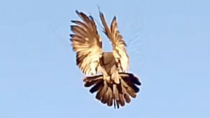 Голуби Донбасса.