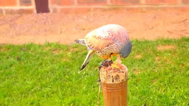 Kestrel eating chiken - Olympus XZ-1 смотреть онлайн
