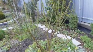 Обрезка и подвязка роз - метод Сиссингхерст. Удобрения для роз и как их применять. 21.11.2020 г.