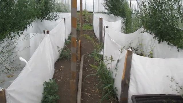 Итог разведения мной дендры на даче. Компостная яма . смотреть онлайн