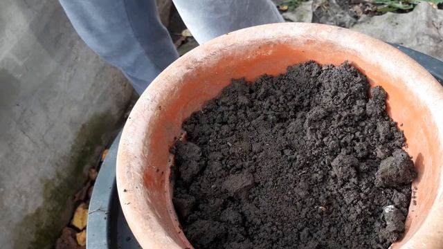 Посадка цибулинних квітів МЕТОДОМ «ЛАЗАНЬЯ» смотреть онлайн