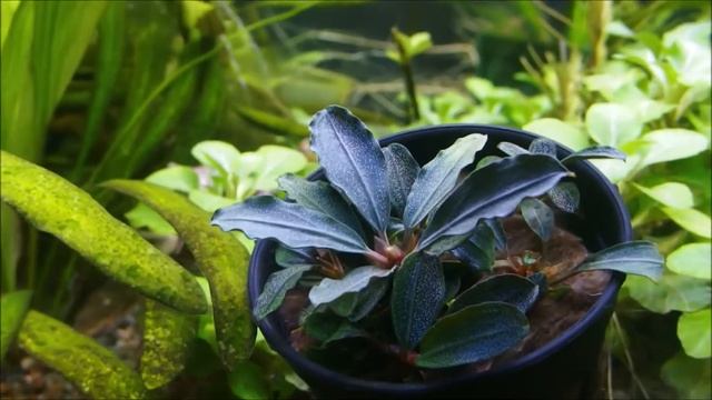 Bucephalandra sp. 'Red Mini' (ブセファランドラ sp. 'レッド　ミニ') смотреть онлайн