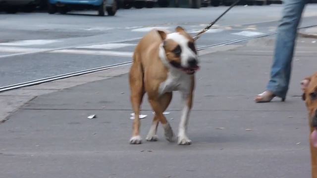 asiaeblitz смотреть онлайн