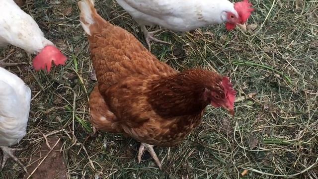 Курочки для детей / Chicks For Kids (VIDEO)