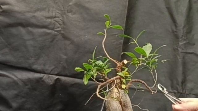 √5 фикус ретуза Грин (Бонсай) 113