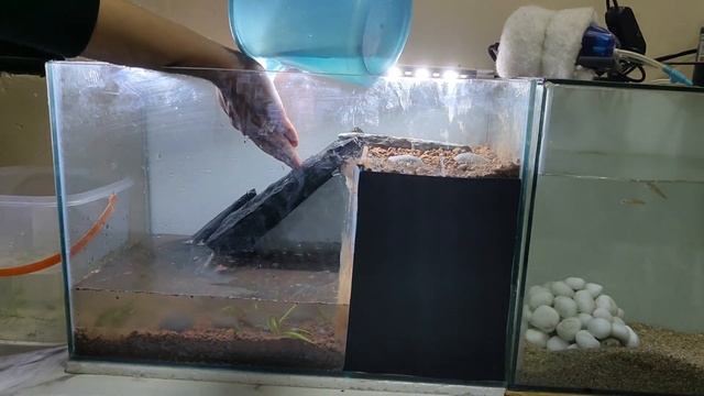 Crab & Guppy Fish Tank Setup / Aquarium Decoration ideas смотреть онлайн