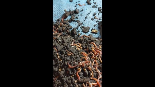 Расселение подростков. Грязный торф. смотреть онлайн