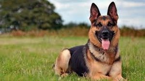 Старая овчарка. Интересная история про животных.