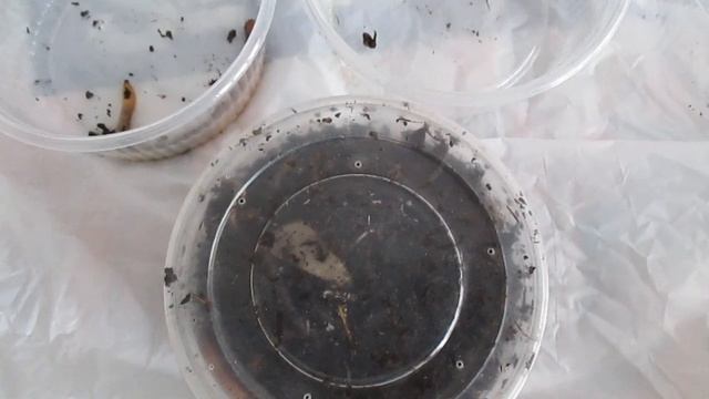 Что будет,если заморозить червей? смотреть онлайн