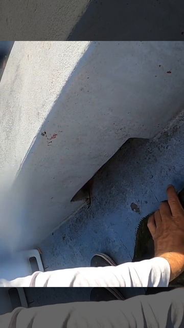 shimano clarus hookup bait halibut смотреть онлайн