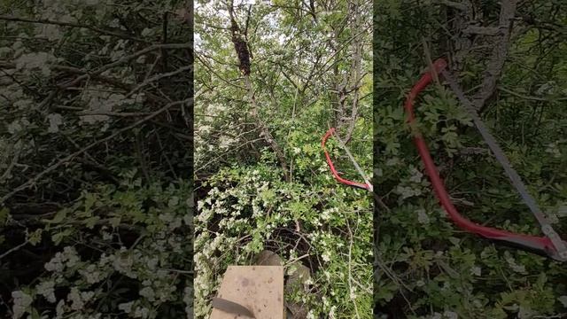 В процессе снятия роя часть пчелы осталась на ветке. Стряхиваем. смотреть онлайн