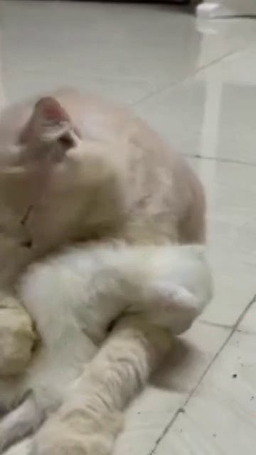 kittens crying for mom #shorts #youtubeshorts #shortvideo смотреть онлайн