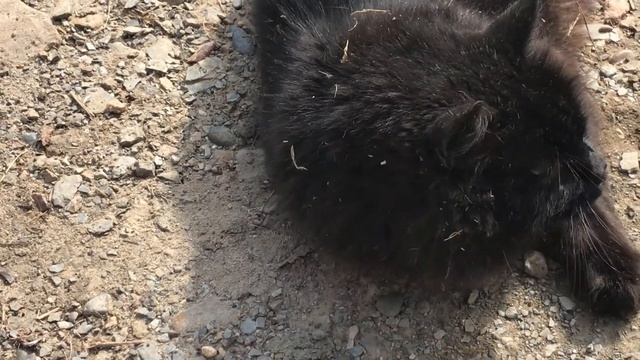 Дрессировка кота на выполнение команды "чужой" /Training a cat to execute the command "alien" смотреть онлайн