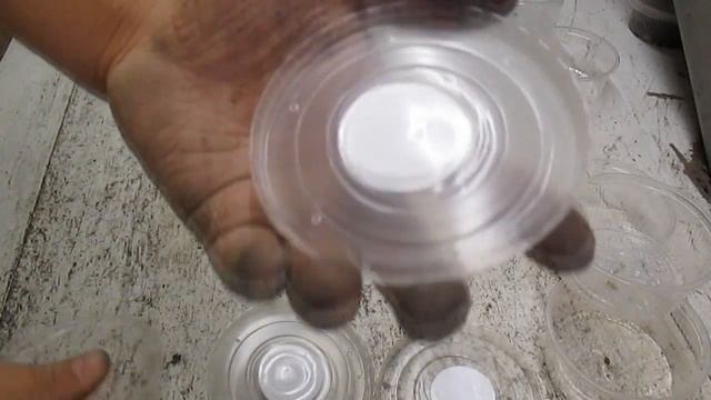 Сколько мальков (ювенилов) вылупляется из кокона Дендробены . смотреть онлайн