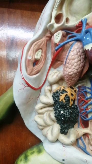 Модель #лягушки