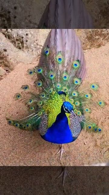 Beautiful Peacock #peacock #nature #birds #art #bird #photography #peacocks #wildlife #peacockbass смотреть онлайн