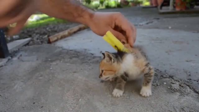 Как "отключить" резвого котенка - рецепт от Кошки-Мамы!!! смотреть онлайн