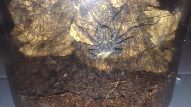My Damon Diadema eating a cricket смотреть онлайн