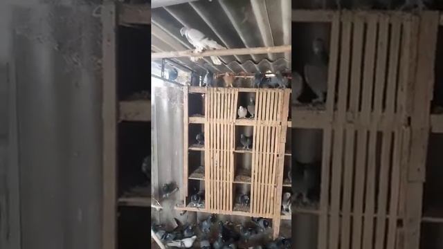 Сизые Широкохвостые! смотреть онлайн