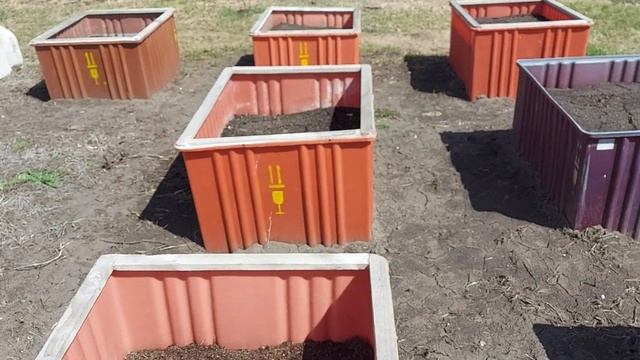 Осваиваю новый способ разведения Дендробены. смотреть онлайн