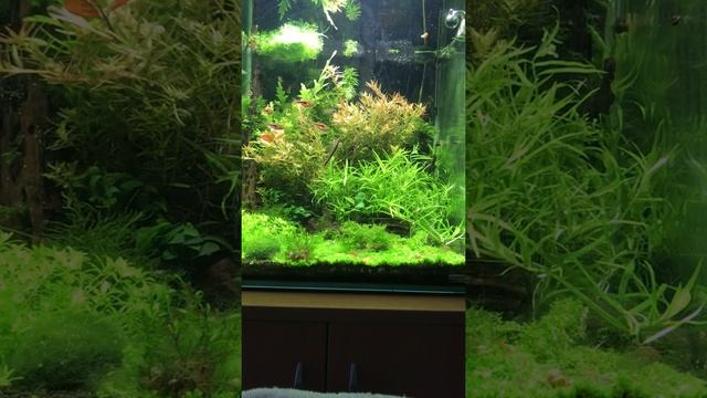 My fish tank time lapse смотреть онлайн