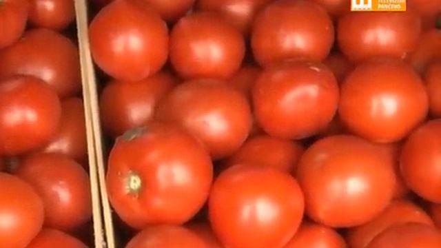TV Pančevo - Paprika i paradajz „drže“ cenu смотреть онлайн