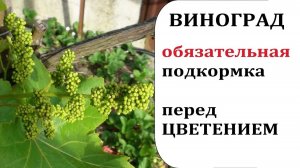 ВИНОГРАД ПОДКОРМКА ДО ЦВЕТЕНИЯ ЧЕМ И КАК ПОДКОРМИТЬ ВИНОГРАД ВЕСНОЙ