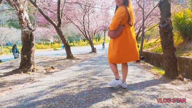 LET YOUR DAY BLOOM I CHERRY BLOSSOM IN WULING FARM I Redbasquinas vlog смотреть онлайн