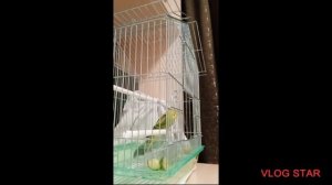 учим самку волнистого попугая говорить слово 1 урок