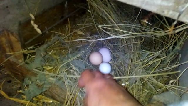 Кури "Брама" -найкращі квочки. ПТАХІВНИЦТВО. смотреть онлайн