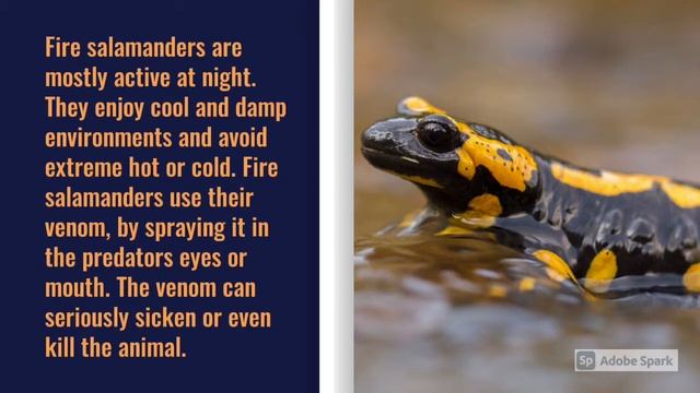 The salamander that’s born in fires *FIRE SALAMANDERS* interesting facts and information смотреть онлайн