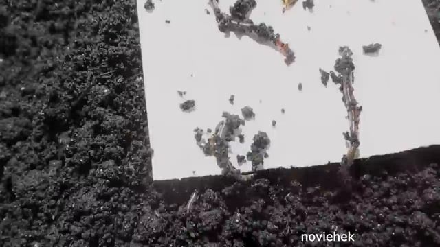 Разведение Дендробены из коконов. Прошло 8 недель. смотреть онлайн