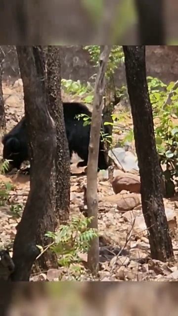 Cute Bear#bear#animal#zoo @pappuda daddupa смотреть онлайн