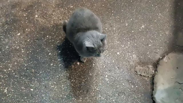 нашёл бездомного котика смотреть онлайн