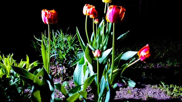 Tulip at Night смотреть онлайн