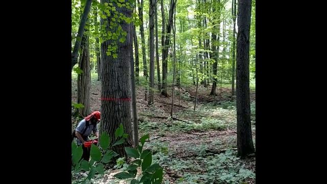 Why cut trees close to the ground - make an extra $30 to $50 per tree - size of my notch or undercu смотреть онлайн