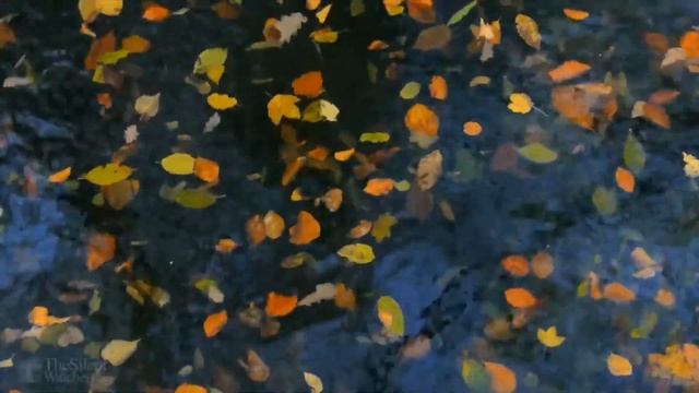 Autumn Again смотреть онлайн