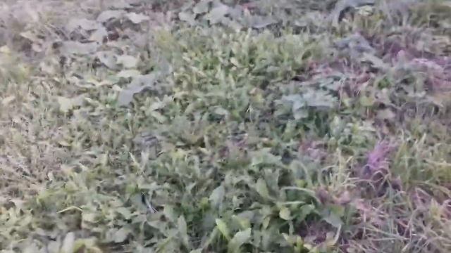 Жарим сало в быковичах смотреть онлайн