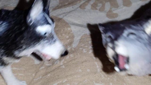 Holly Baam или wolf and dogs TV? смотреть онлайн