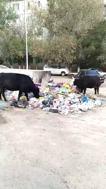 Еки сиыр смотреть онлайн