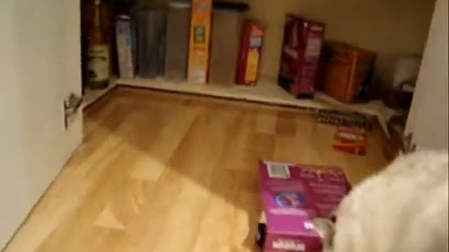 Smart hungry kitty! смотреть онлайн