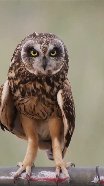 Wildlife Animals 4K Nature Relaxation Film #shorts #wildlife #travel #africa #animals смотреть онлайн
