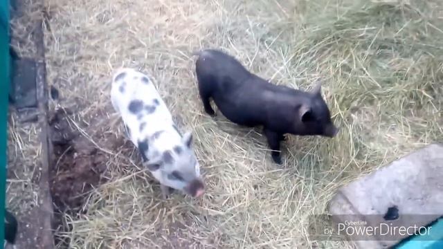 Белосарайская Косса #Зоопарк# смотреть онлайн