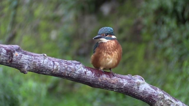 Martin-pêcheur d'Europe (Alcedo atthis ispida) Common Kingfisher