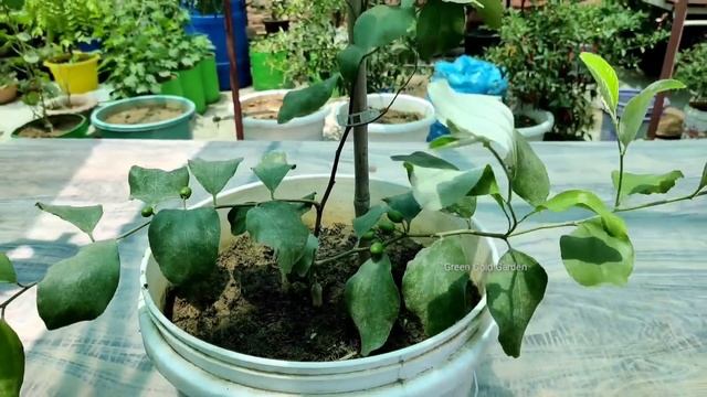 Apple ber grow in usless plastic material and big harvesting смотреть онлайн